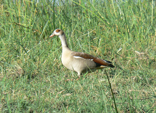Ouette (oie) d'Egypte
