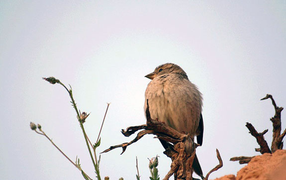 Moineau espagnol (femelle)