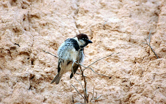 Moineau espagnol (m&acirc;le)