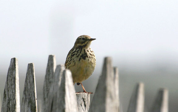Pipit Farlouse