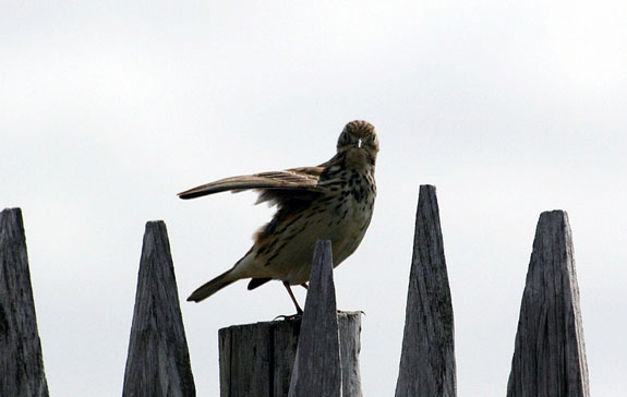 Pipit farlouse