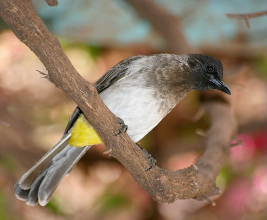Bulbul des jardins