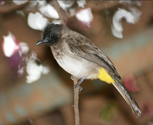 Bulbul des jardins