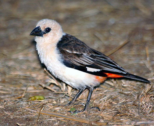 Fi as alectoateteblanche