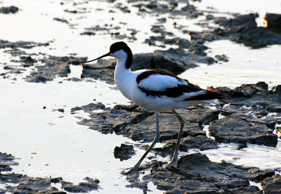 Fi as avocette elegante01