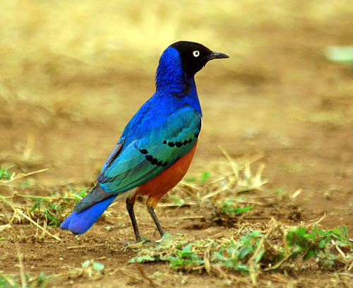 Fi as choucador superbe01