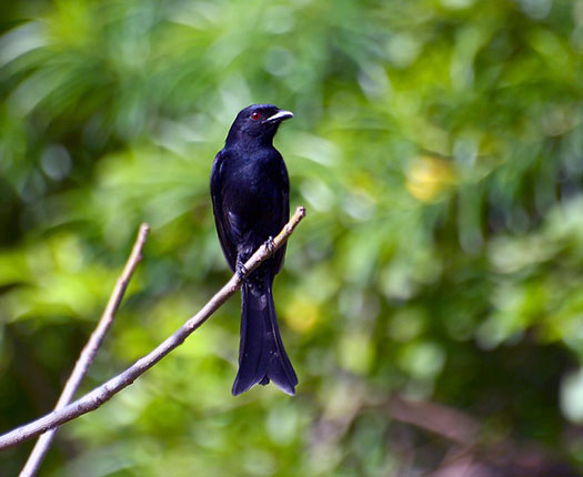 Fi as drongo brillant01