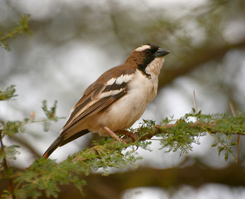 Fi as mahalisourcils blanc0
