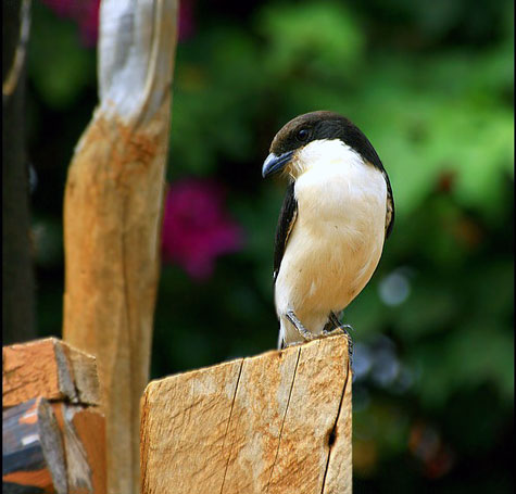 Fi as pie griechelongque02