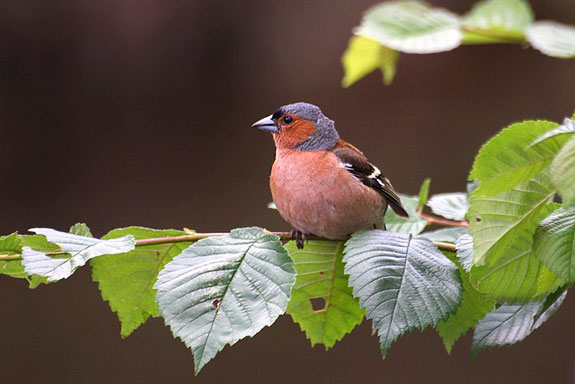 Fi as pinson desarbres(m)01