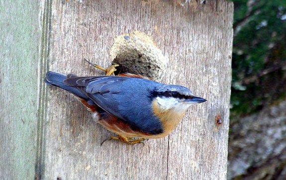 Fi as sitelle torchepot01