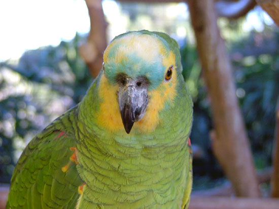 Amazone &agrave; front bleu