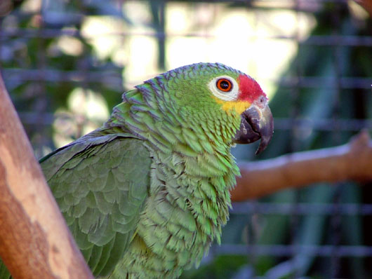 Amazone diad&egrave;me