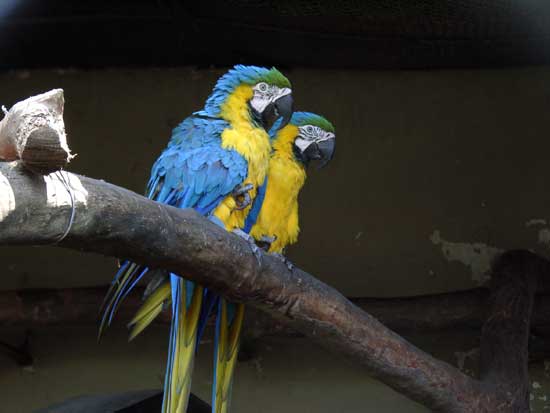 Ara ararauna (ara bleu)