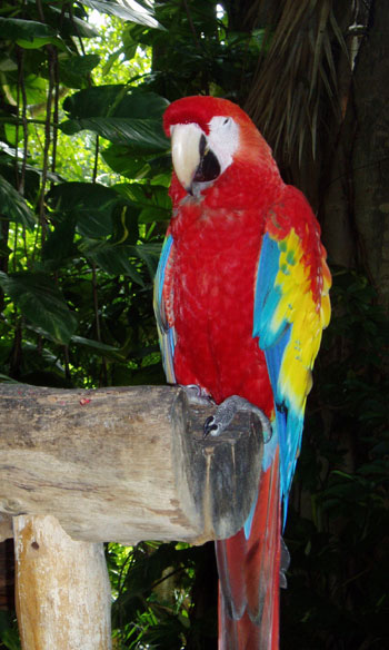 Ara rouge