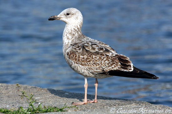 Go&eacute;land argent&eacute;