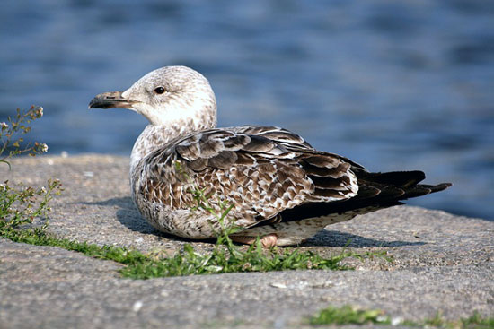 Go&eacute;land argent&eacute;