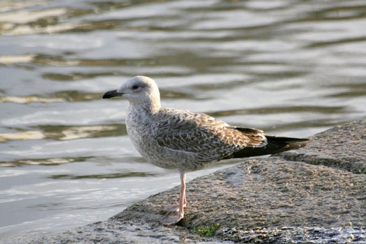 Go&eacute;land leucoph&eacute;e