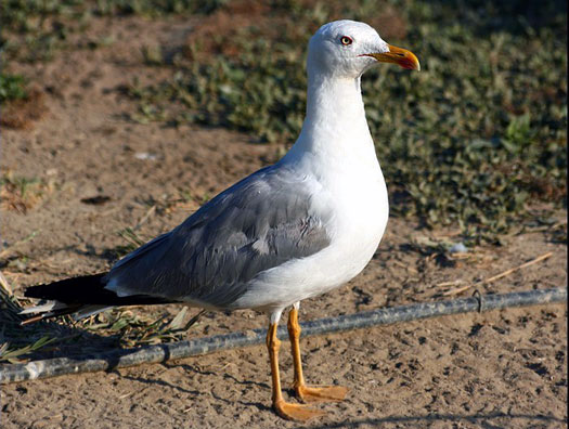 Go&eacute;land leucoph&eacute;e