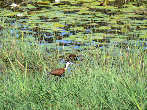 Jacana &agrave; poitrine dor&eacute;e
