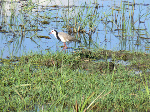 Vanneau &agrave; ailes blanches
