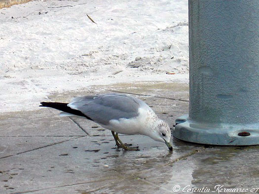 Fi as goelandabeccercle01