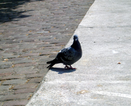 Pigeon Biset