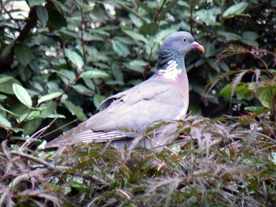 Pigeon Ramier (Palombe)