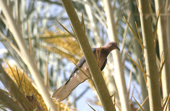 Fi as tourterelle maillee01