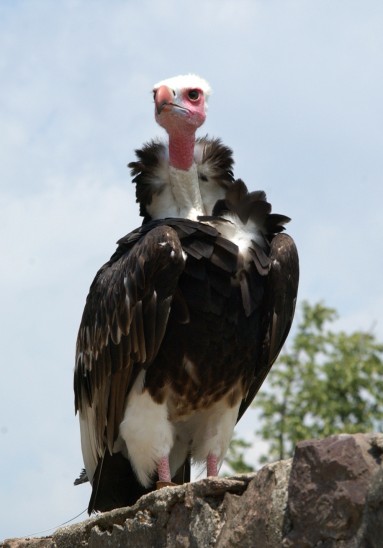 VAUTOUR A TETE BLANCHE