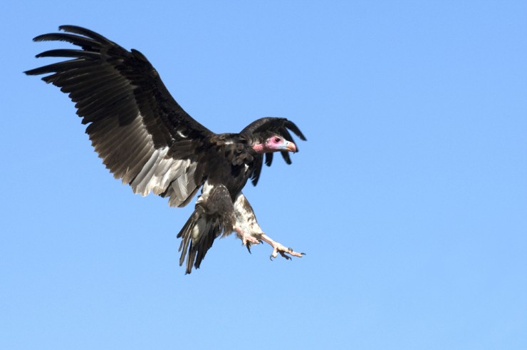 VAUTOUR A TETE BLANCHE