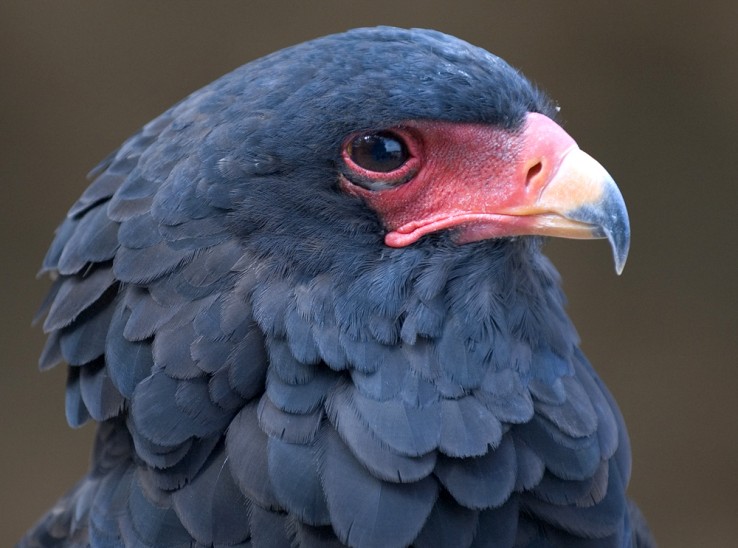Aiglebateleur