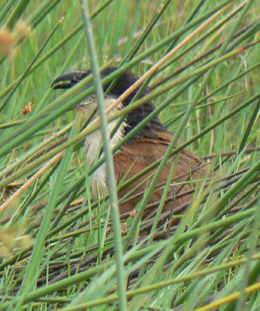 Coucal Des Papyrus