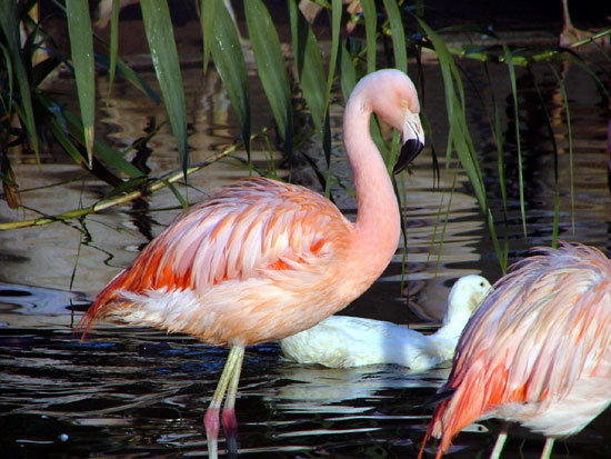Flamant De James (Flamant Du Chili)