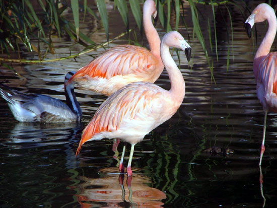 Flamant de James (Flamant du Chili)