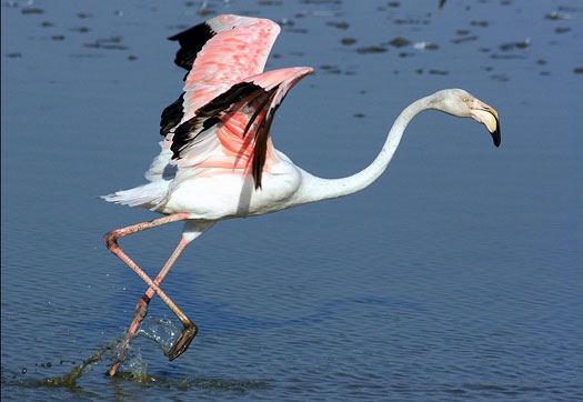Flamant rose