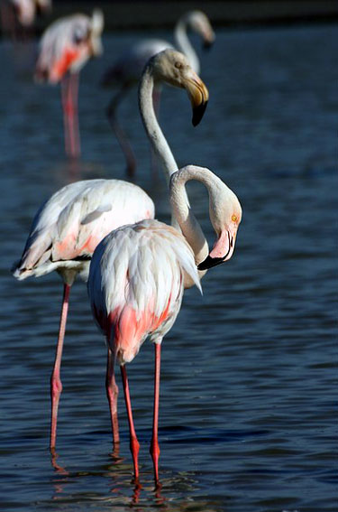 Flamant rose