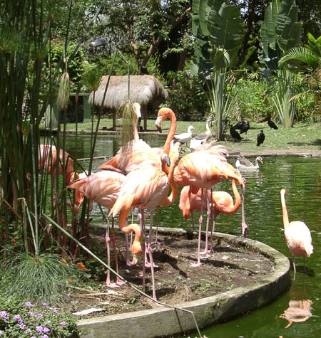 Flamant rose