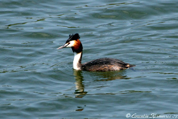 Gr&egrave;be hupp&eacute;