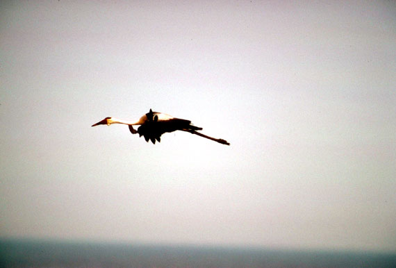 Grue caroncul&eacute;e