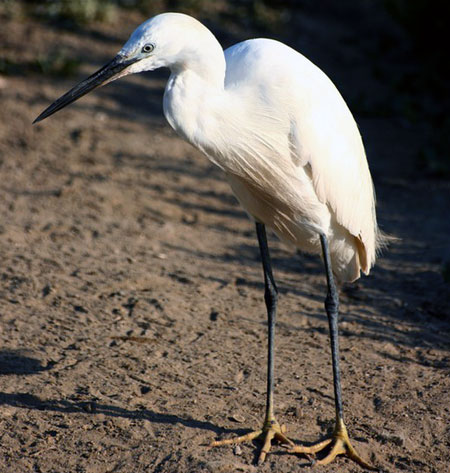 Aigrette garzette