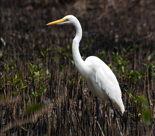 Grande aigrette (ou H&eacute;ron blanc)