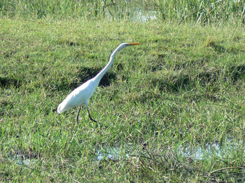 Grande aigrette (ou H&eacute;ron blanc)