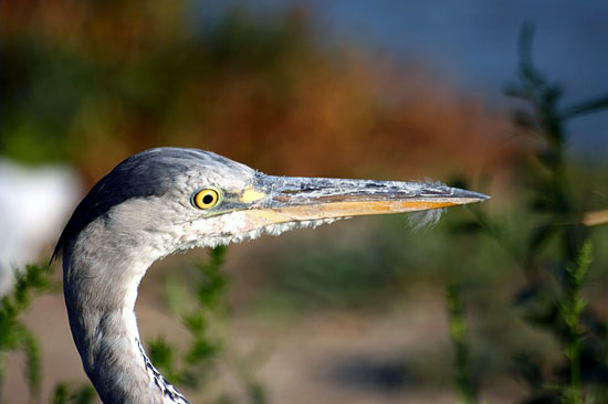H&eacute;ron cendr&eacute;