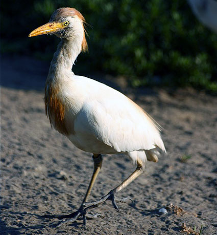 H&eacute;ron gardeboeufs