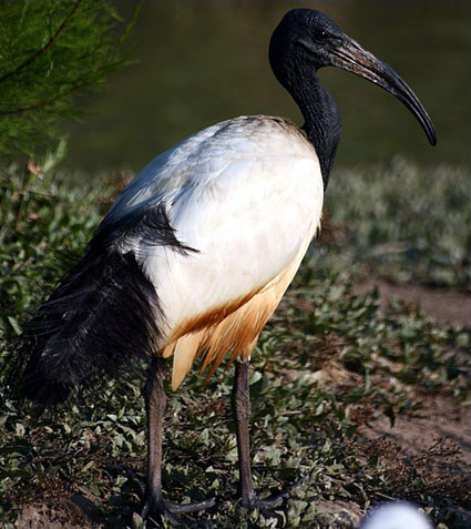 Ibis sacr&eacute;