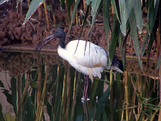 Ibis sacr&eacute;