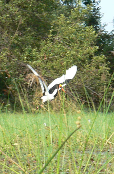 Jabiru d'Afrique