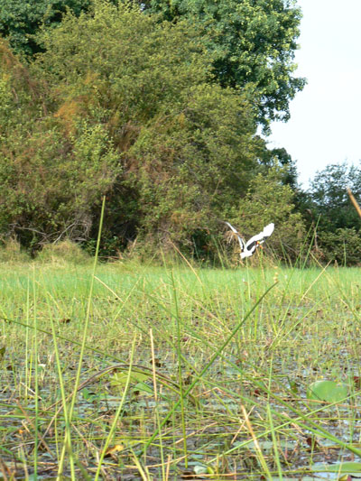 Jabiru d'Afrique