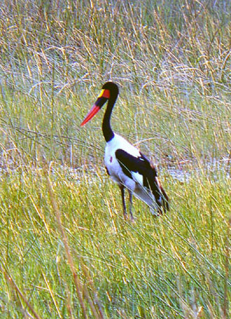 Jabiru d'Afrique